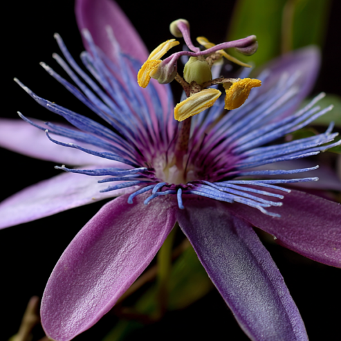 Passiflora, Valeriana