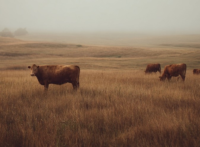 Beef protein sourcing